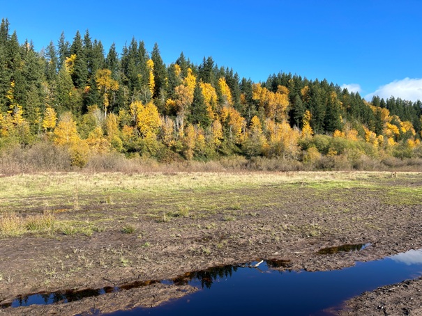 mud mountain dam trails