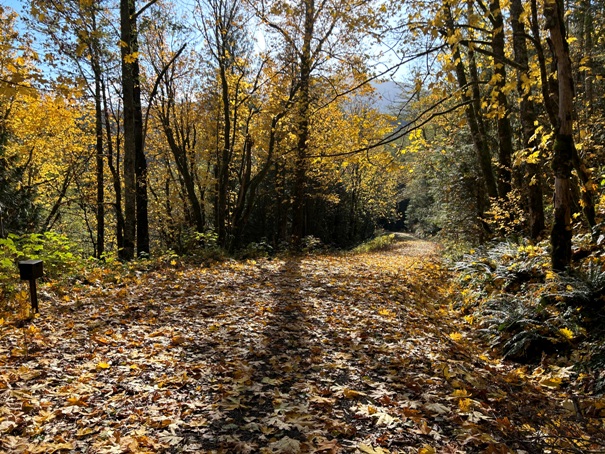 mud mountain dam trails