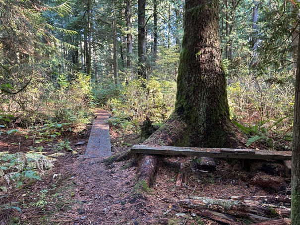 mud mountain dam trails