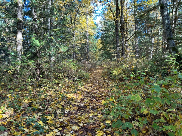 mud mountain dam trails
