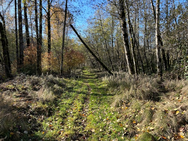 mud mountain dam trails