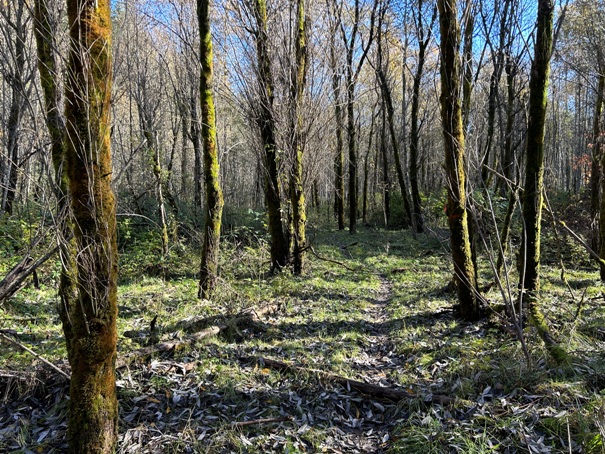 mud mountain dam trails