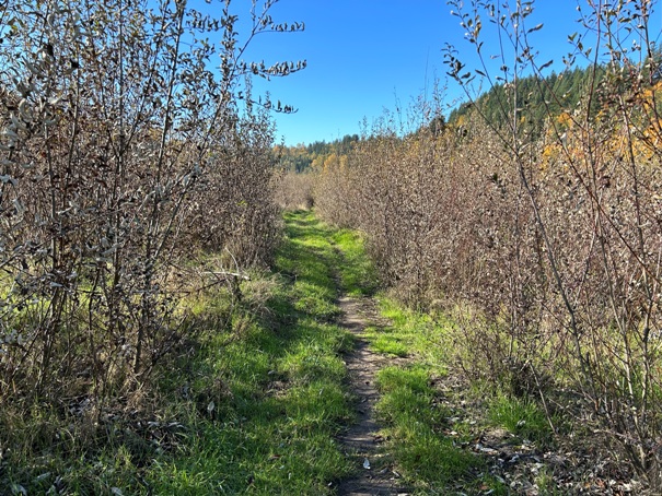 mud mountain dam trails