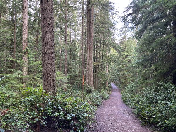 Banner Forest