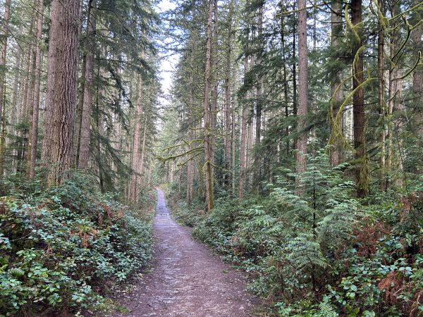Banner Forest