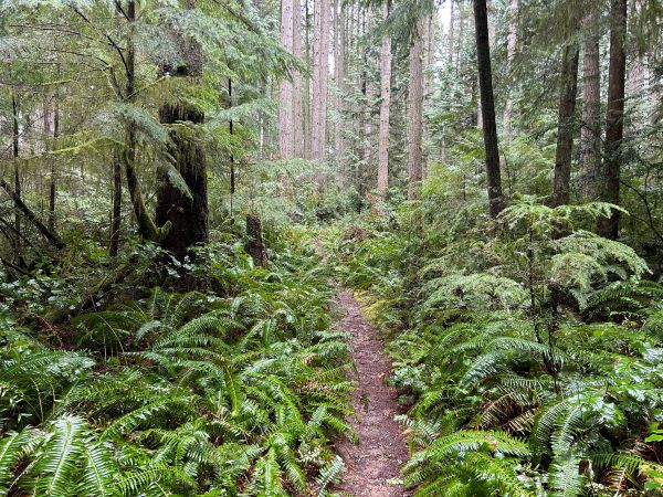 Banner Forest
