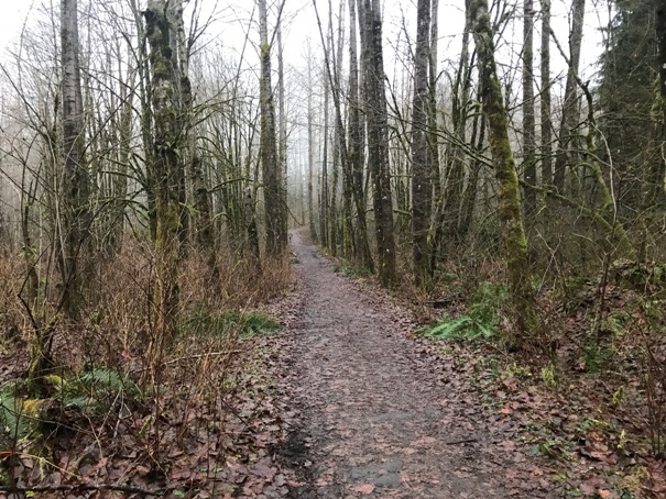 alder trees