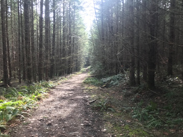 nisqually state park