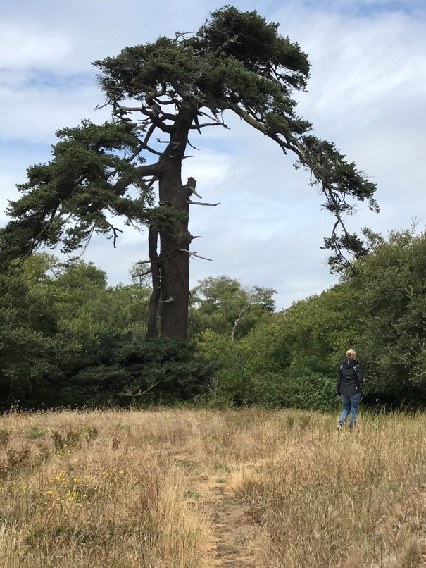 Big gnarly tree