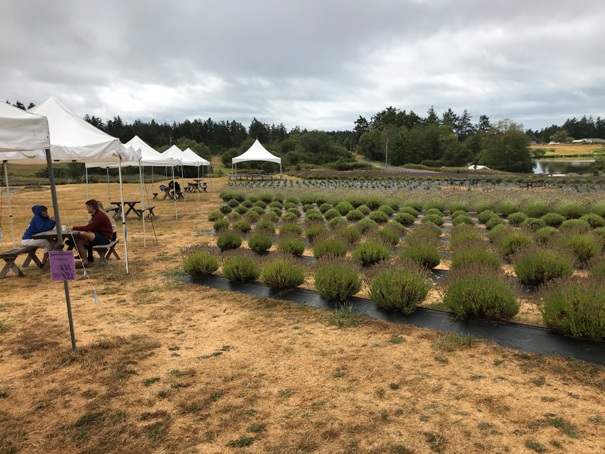 lavender farm