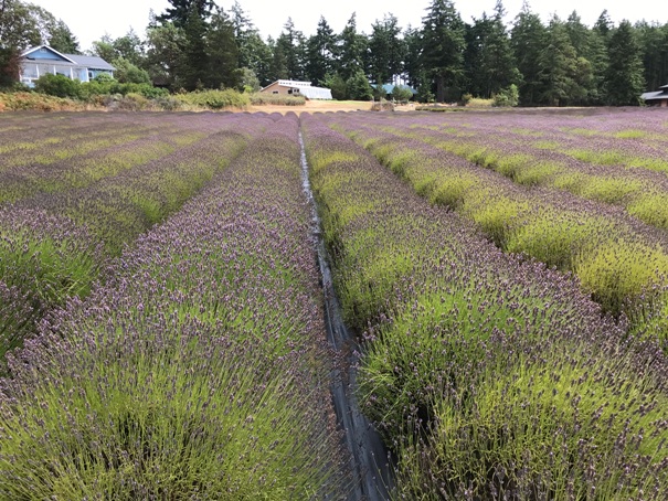 lavender farm