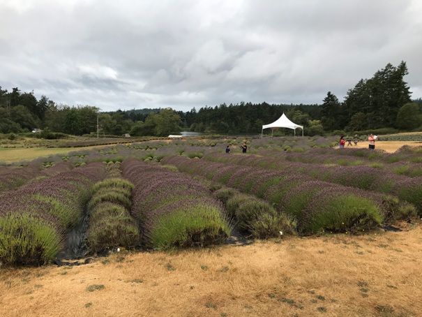 lavender farm