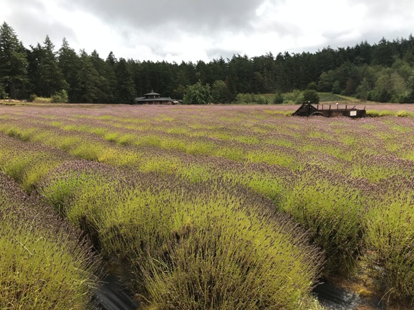 lavender farm