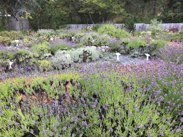 demonstration garden