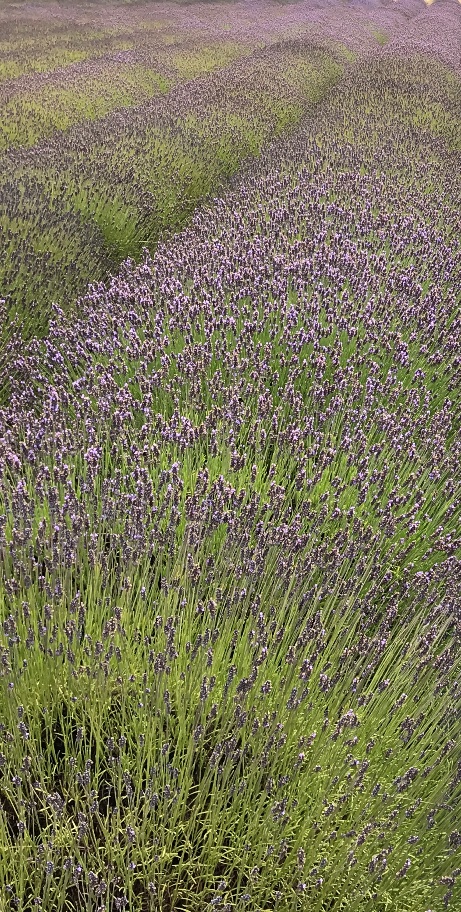 lavender farm