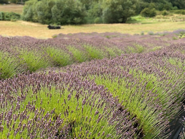 lavender field