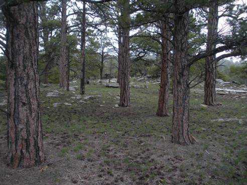 Pine trees on the ridge 