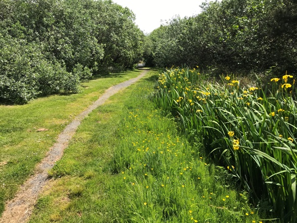 beach trail