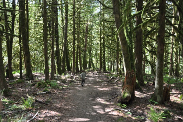 haybrook lookout trail