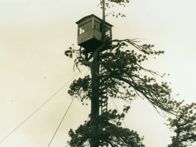 Crows Nests